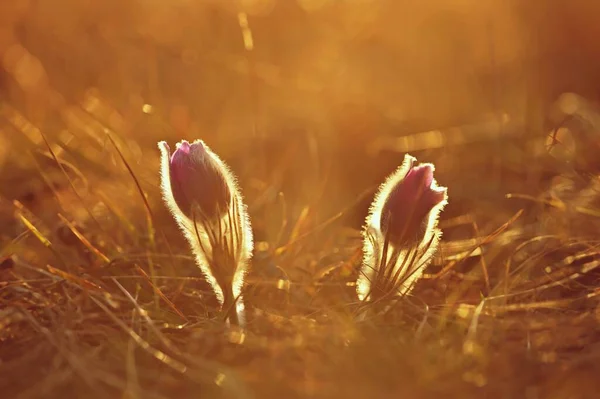 牧草地で花と春の背景 パスクの花 Pulsatlla Grandis — ストック写真