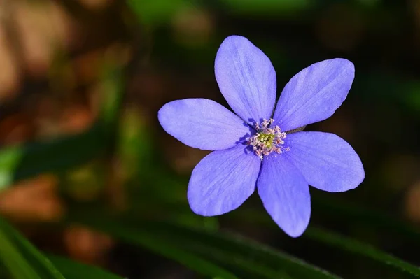 Wiosenny Kwiat Piękna Fioletowa Roślina Lesie Kolorowe Naturalne Tło Hepatica — Zdjęcie stockowe