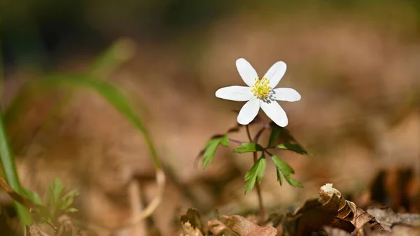 Wiosenne Białe Kwiaty Trawie Anemon Isopyrum Thalictroides — Zdjęcie stockowe