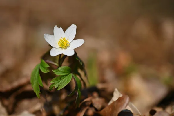 Wiosenne Białe Kwiaty Trawie Anemon Isopyrum Thalictroides — Zdjęcie stockowe