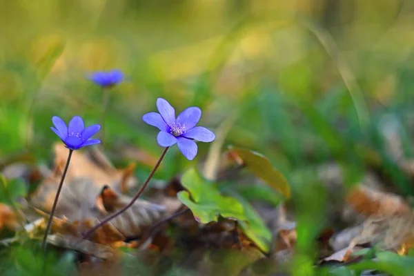 Ανοιξιάτικο Λουλούδι Όμορφο Μωβ Φυτό Στο Δάσος Πολύχρωμο Φυσικό Υπόβαθρο — Φωτογραφία Αρχείου