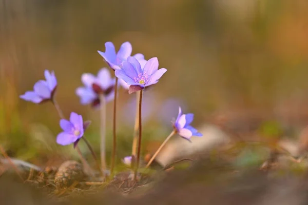Spring Flower Beautiful Purple Plant Forest Colorful Natural Background Hepatica — Stock Photo, Image