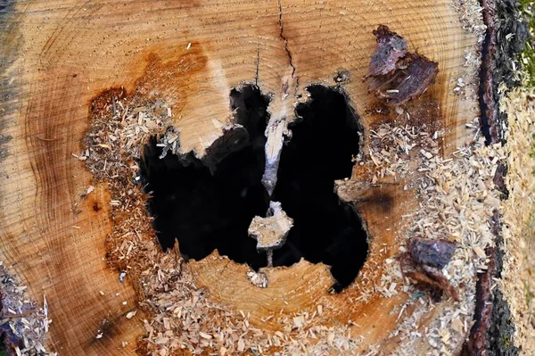 Tronco Árbol Destruido Escarabajo Corteza Atacó Bosque Scolytinae Ipinae —  Fotos de Stock