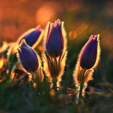 Bahar çiçekleri. Güzel mor tüylü pask çiçeği. (Pulsatilla grandis) Gün batımında çayırda çiçek açıyor.