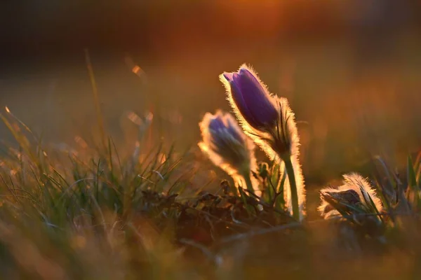 春の花 美しい紫色の小さな紫色の花被片 パルサッラ グランディス 日没時に牧草地に咲く — ストック写真