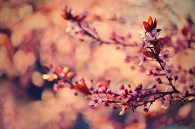 Güzel çiçek açan Japon kirazı Sakura.