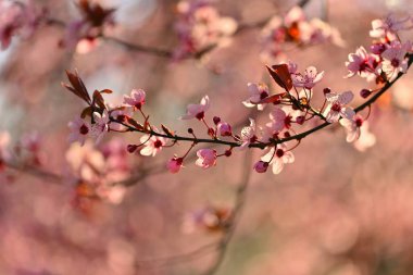 Bahar - Bahar. Japon kirazı Sakura. Doğada güzel açan renkli bir ağaç. Güneş ışığıyla arkaplan.