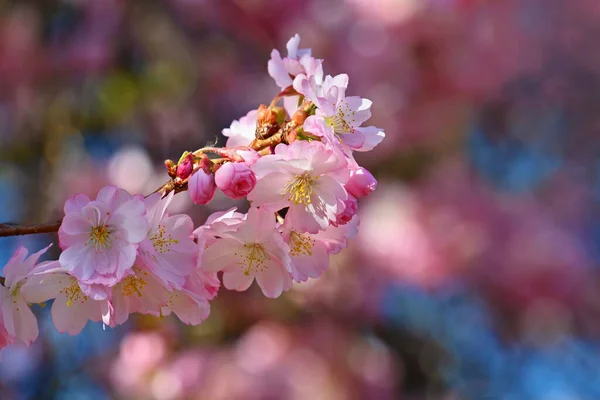 Bel Arbre Fleurs Scène Nature Avec Soleil Journée Ensoleillée Fleurs — Photo