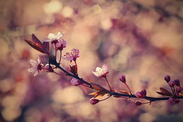 Primavera Primavera Cereja Japonesa Sakura Lindamente Florescendo Árvore Colorida Natureza — Fotografia de Stock