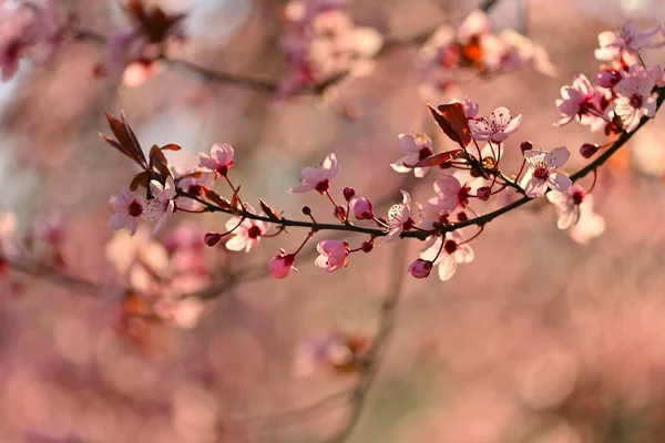 Frühling Frühling Japanische Kirsche Sakura Schön Blühender Bunter Baum Der — Stockfoto