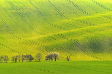 Gün batımında çim tepeleri olan güzel bir bahar manzarası. Doğadaki dalgalar Moravya Toskana - Çek Cumhuriyeti - Avrupa.
