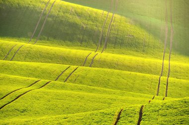 Beautiful spring landscape with field of grass hills at sunset. Waves in nature Moravian Tuscany - Czech Republic - Europe. clipart