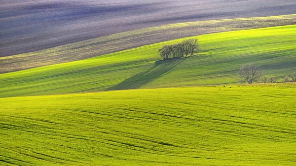 Весенний Пейзаж Полем Травы Закате Волны Природе Moravian Tuscany Czech — стоковое фото