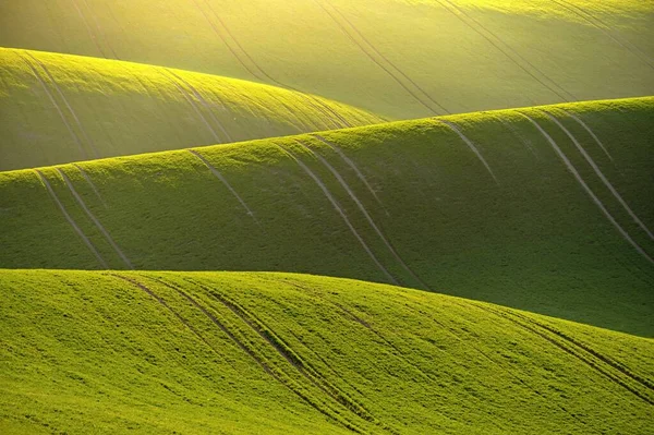 Krásná Jarní Krajina Travnatými Kopci Při Západu Slunce Vlny Přírodě — Stock fotografie