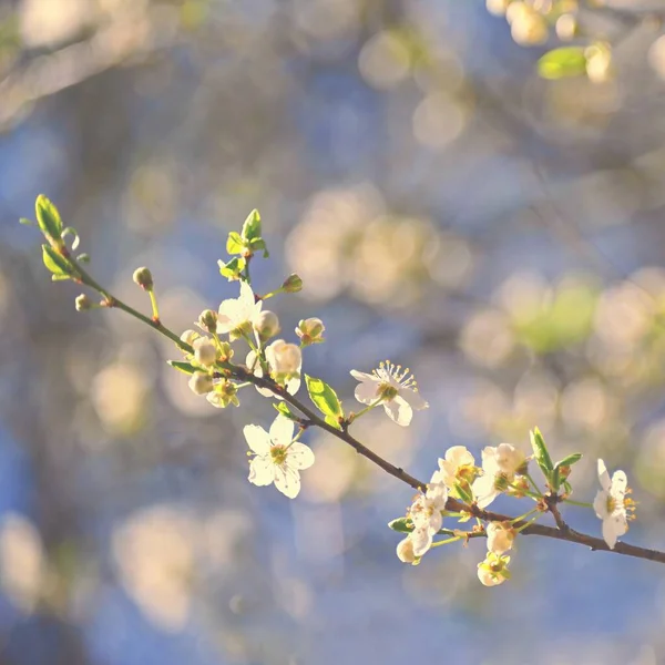 아름다운 꽃나무 태양이 내리쬐는 봄철의 노골적 흐려졌다 — 스톡 사진