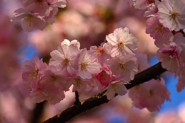 Bel Arbre Fleurs Scène Nature Avec Soleil Journée Ensoleillée Fleurs — Photo