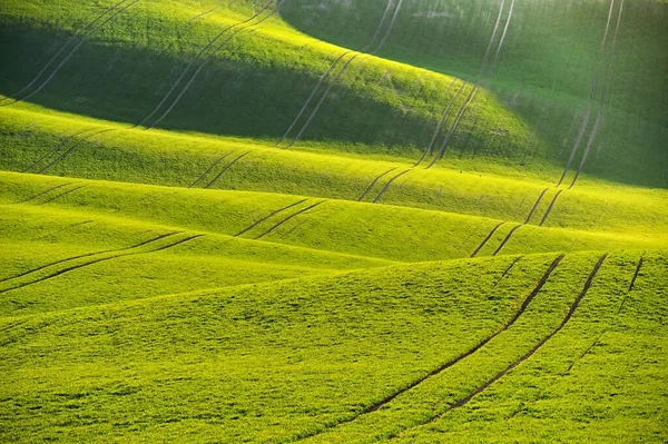 Grüner Frühling Natur Hintergrund Mit Untergehender Sonne Und Gras Wellen — Stockfoto