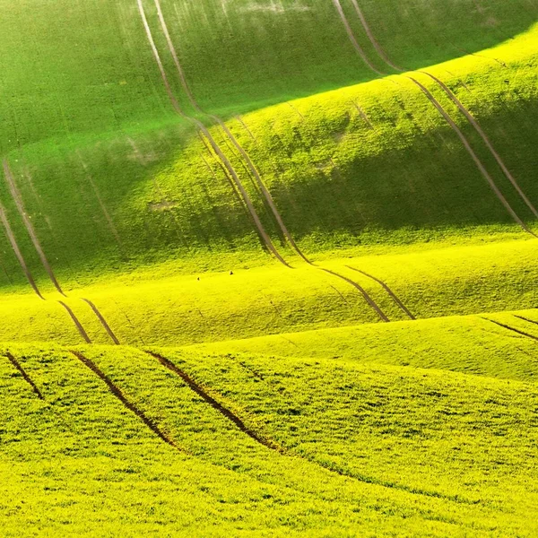 Zöld Tavaszi Természet Háttér Lenyugvó Nap Hullámok Pályán Morva Toszkána — Stock Fotó