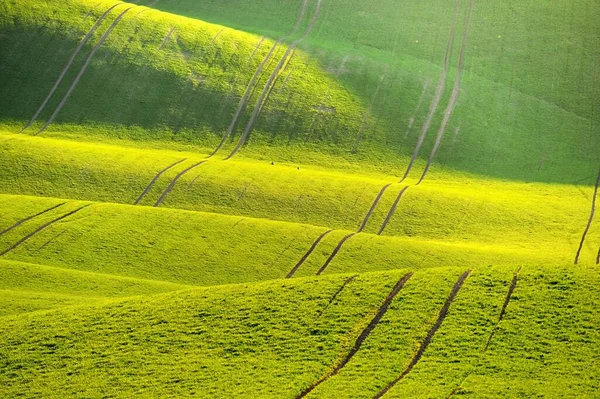 Zöld Tavaszi Természet Háttér Lenyugvó Nap Hullámok Pályán Morva Toszkána — Stock Fotó