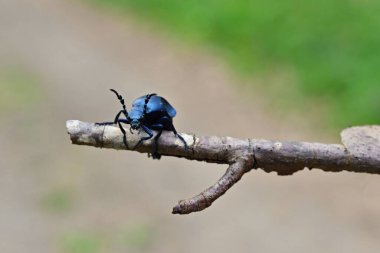 Zehirli böcek Majka menekşesinin güzel makro görüntüsü - Çek Cumhuriyeti - Avrupa. (Meloe ihlali)