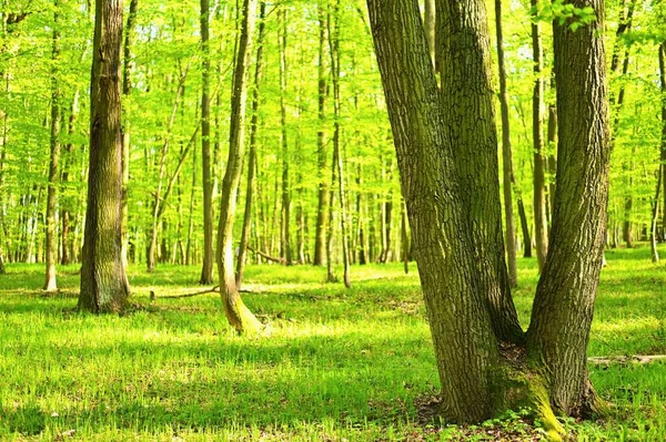 Hermoso Fondo Verde Con Bosque Naturaleza Primaveral Con Árboles Fondo — Foto de Stock