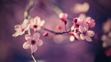 Bahar - Bahar. Japon kirazı Sakura. Doğada güzel açan renkli bir ağaç. Güneş ışığıyla arkaplan.