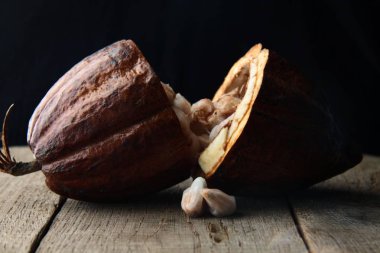 Kakao ağacı meyvesi