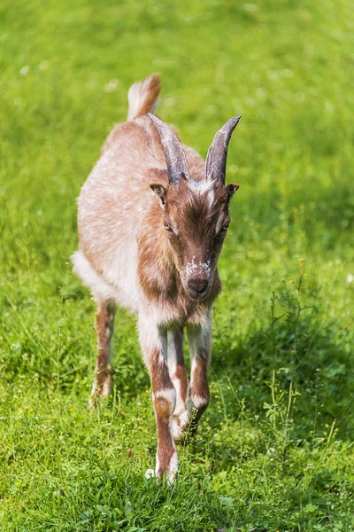 Funny goat grazing in the field.