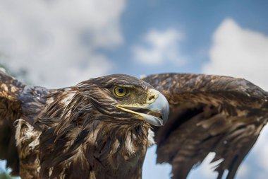 Kartal 