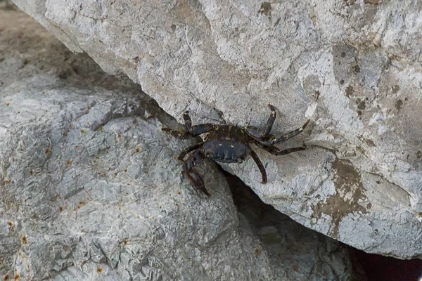 Kayaların arasında Yengeç