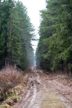 Broken rural road in the forest
