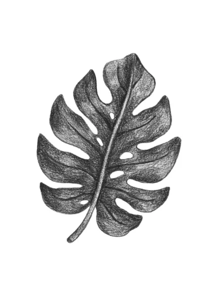Monstera Deliciosa Tropische Pflanze Handgezeichnetes Bild Isoliert Auf Weißem Hintergrund — Stockfoto