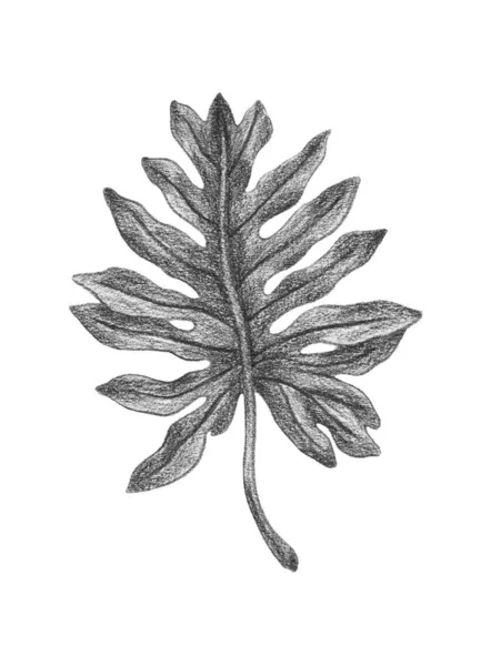 Hand Drawn Tropical Leaf — Stock Photo, Image