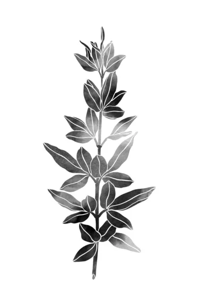 Piękna Roślina Ręcznie Malowany Dekoracyjny Obraz Odizolowany Białym Tle Monochromatyczne — Zdjęcie stockowe