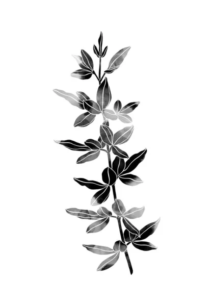 Prachtige Plant Handgeschilderd Beeld Geïsoleerd Een Witte Achtergrond Aquarelleren Zwarte — Stockfoto
