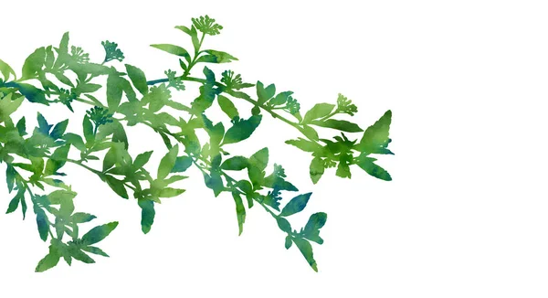 Wiosenne Rośliny Ręcznie Malowany Obraz Kreatywnego Projektowania Kart Zaproszeń Banerów — Zdjęcie stockowe