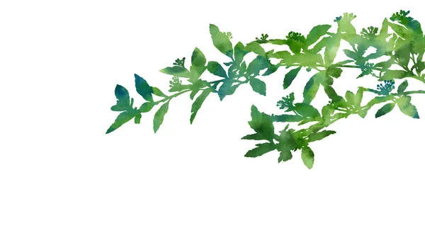 春天的植物手绘图片 用于贺卡 邀请函 印刷品 海报等的创意设计 水彩画 带有文字位置的植物图像 — 图库照片