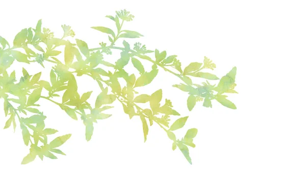 Beautiful Branches Hand Painted Decorative Picture Isolated White Background Watercolour — Stock Photo, Image