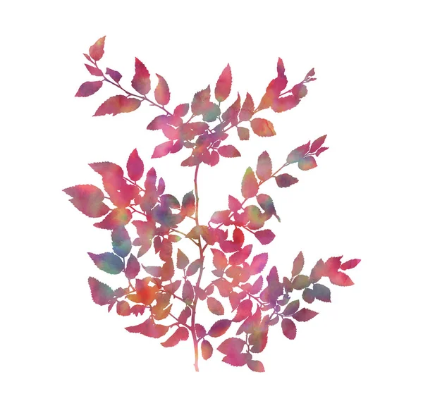 Красивая Ветвь Акварели Изолирована Белом Фоне Декоративное Изображение Творческого Оформления — стоковое фото