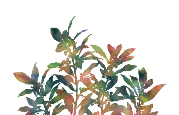 Aquarelplanten Met Hand Geschilderd Beeld Geïsoleerd Een Witte Achtergrond Decoratief — Stockfoto