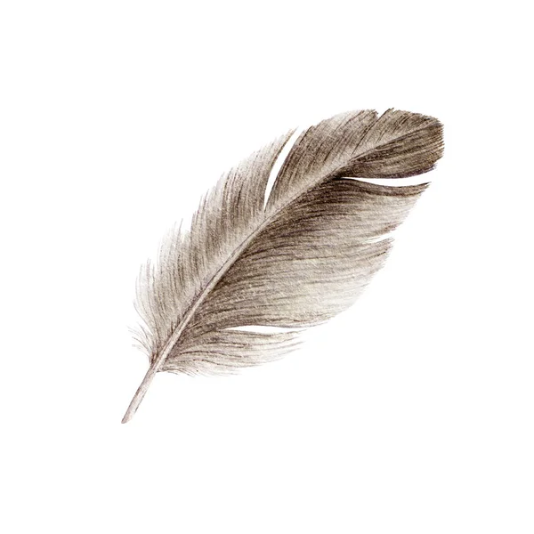 Ptak Pióro Akwarela Realistyczne Zbliżenie Ilustracja Kaczka Lub Gęś Miękki — Zdjęcie stockowe