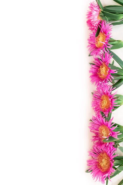 Квітка ізольована на білому тлі. Рожеві квітучі морські фігові квіти. Carpobrotus chilensis - це наземна рослина з соковитим листям у родині Aizoaceae. Пурпурова квітка з жовтим центром.. — стокове фото
