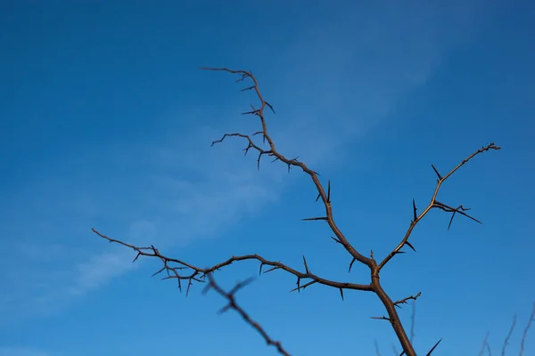 Acacia Páteře Pozadí Oblohy — Stock fotografie