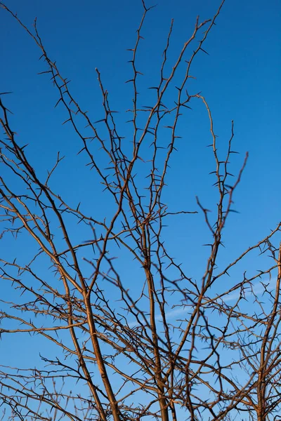 Espinhos Acácia Fundo Céu — Fotografia de Stock