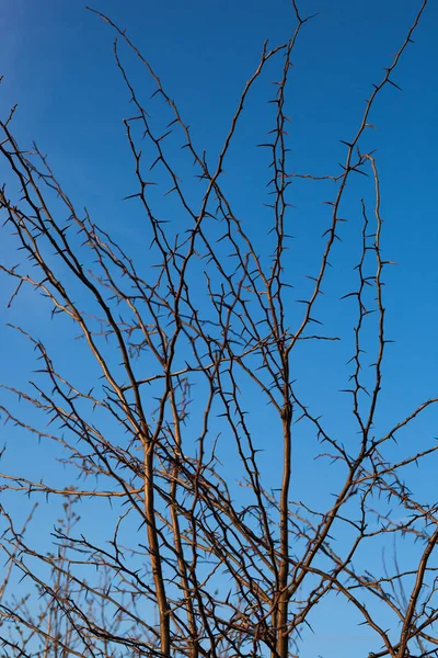 Espinhos Acácia Fundo Céu — Fotografia de Stock