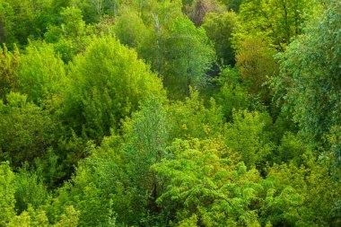 Bahar yaprak döken ormanının dokusu