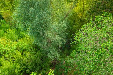 Bahar yaprak döken ormanının dokusu