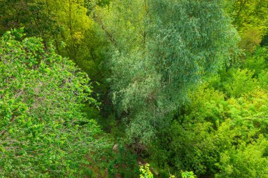 Bahar yaprak döken ormanının dokusu