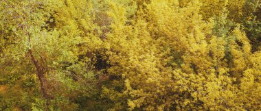 Sonbaharın yaprak döken orman manzarası.