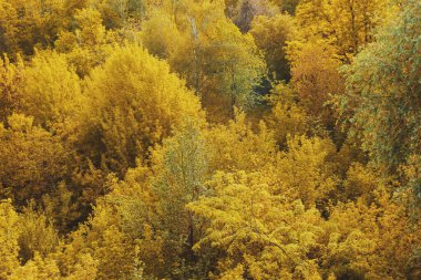 Sonbahar yaprak döken ormanının dokusu